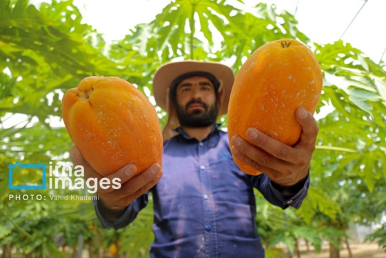 گزارش تصویری | مزرعه «پاپایا»