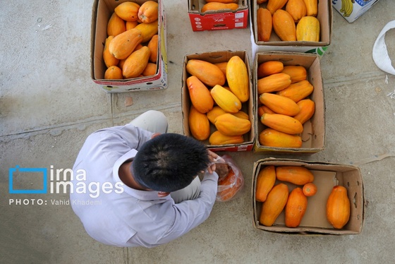 گزارش تصویری | مزرعه «پاپایا»