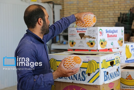 گزارش تصویری | مزرعه «پاپایا»