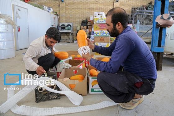 گزارش تصویری | مزرعه «پاپایا»