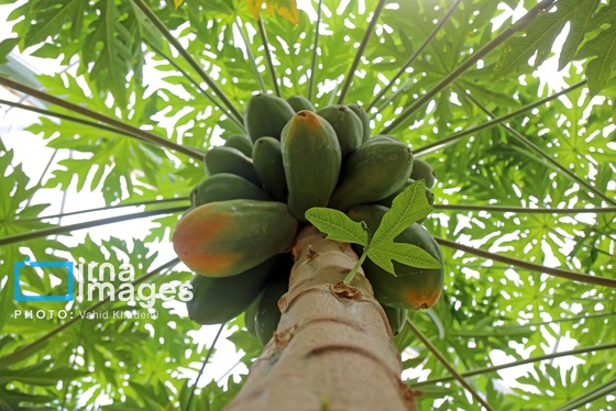 گزارش تصویری | مزرعه «پاپایا»