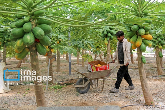 گزارش تصویری | مزرعه «پاپایا»