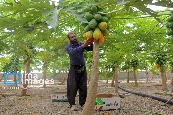 گزارش تصویری | مزرعه «پاپایا»