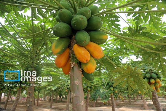 گزارش تصویری | مزرعه «پاپایا»