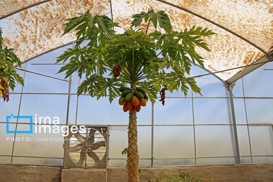 گزارش تصویری | مزرعه «پاپایا»