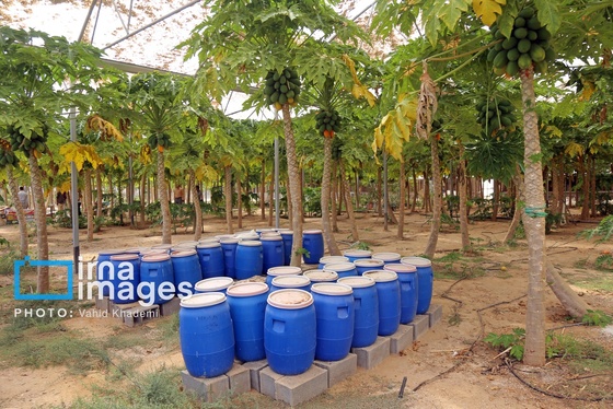 گزارش تصویری | مزرعه «پاپایا»