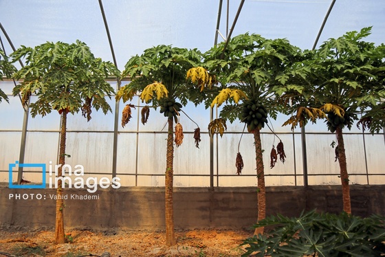 گزارش تصویری | مزرعه «پاپایا»