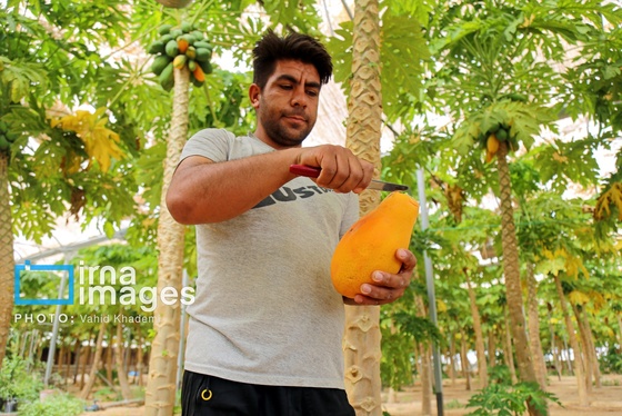 گزارش تصویری | مزرعه «پاپایا»