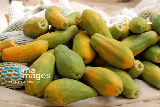 گزارش تصویری | مزرعه «پاپایا»