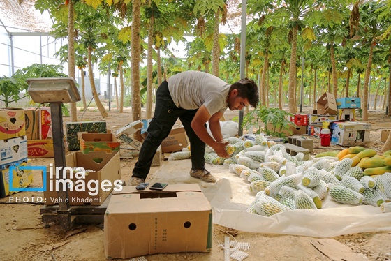 گزارش تصویری | مزرعه «پاپایا»