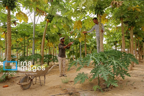 گزارش تصویری | مزرعه «پاپایا»