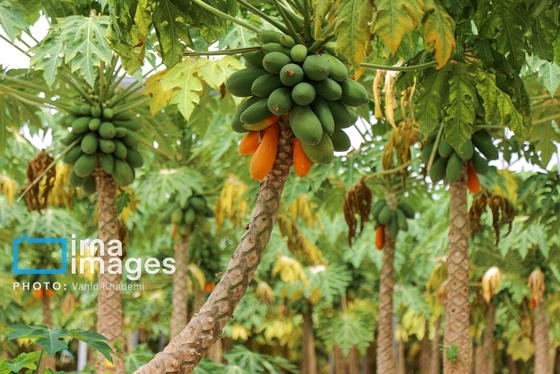 گزارش تصویری | مزرعه «پاپایا»