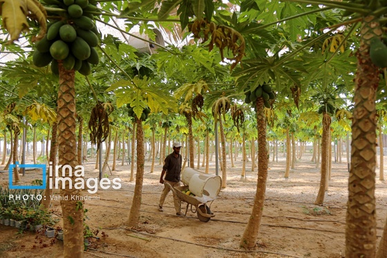 گزارش تصویری | مزرعه «پاپایا»