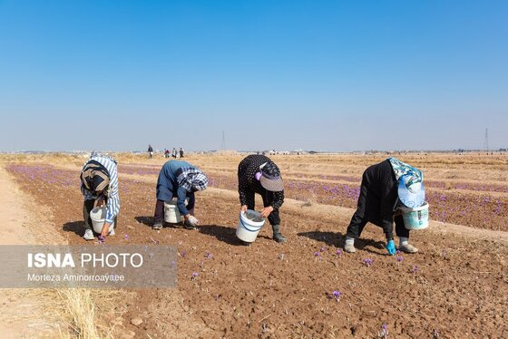 ایران زیباست | طلای سرخ نیشابور