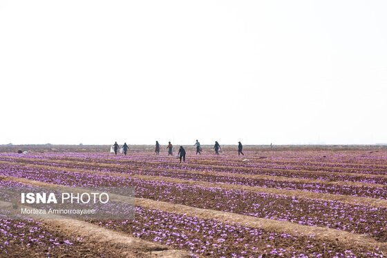 ایران زیباست | طلای سرخ نیشابور