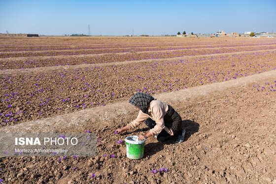 ایران زیباست | طلای سرخ نیشابور
