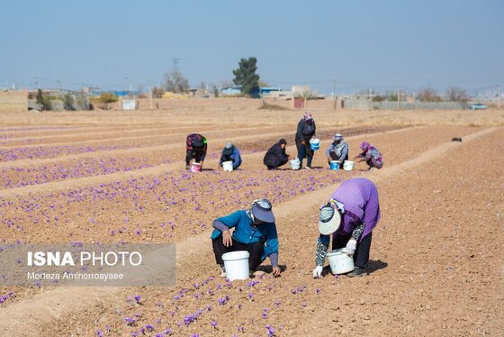 ایران زیباست | طلای سرخ نیشابور