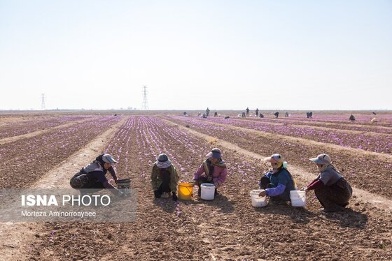 ایران زیباست | طلای سرخ نیشابور