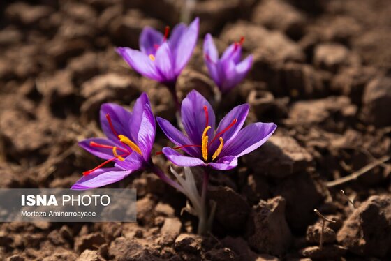 ایران زیباست | طلای سرخ نیشابور