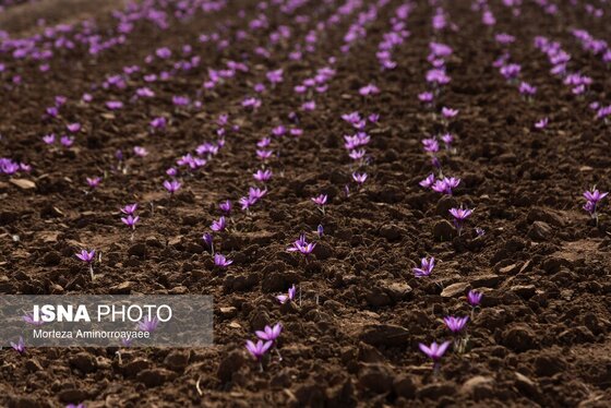 ایران زیباست | طلای سرخ نیشابور
