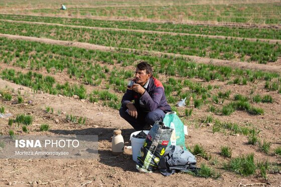 ایران زیباست | طلای سرخ نیشابور