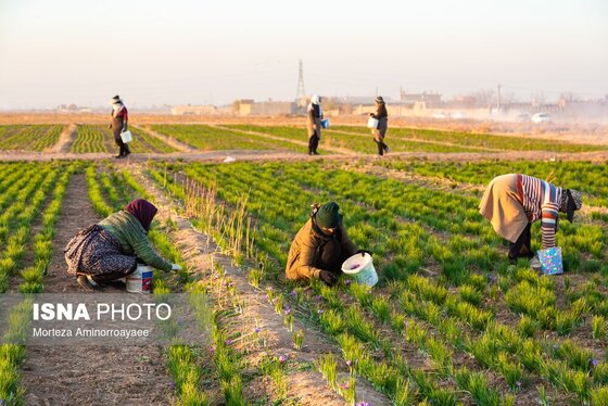 ایران زیباست | طلای سرخ نیشابور