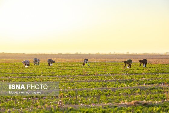 ایران زیباست | طلای سرخ نیشابور