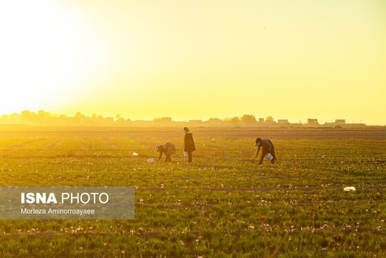 ایران زیباست | طلای سرخ نیشابور