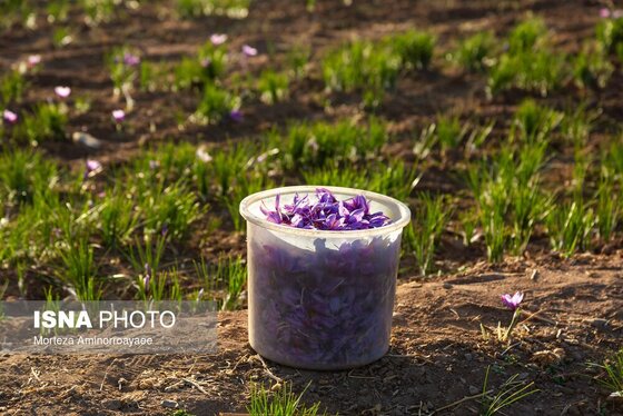 ایران زیباست | طلای سرخ نیشابور