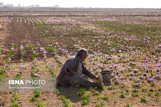 ایران زیباست | طلای سرخ نیشابور