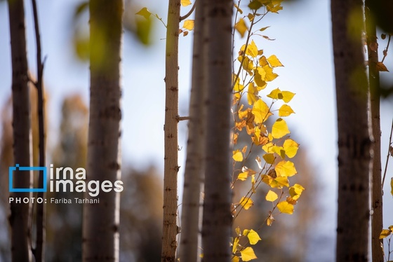 ایران زیباست | طبیعت پاییزی الشتر