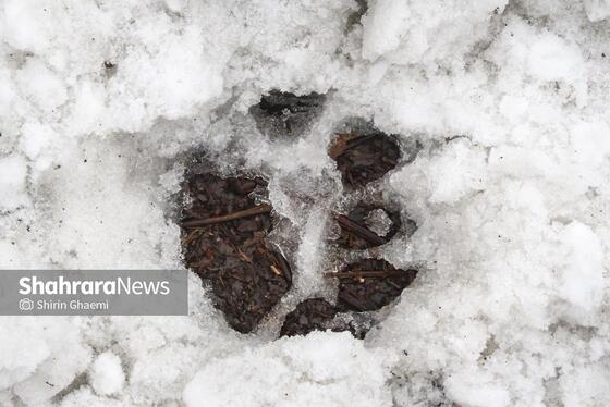 گزارش تصویری | شادی مردم مشهد از بارش برف پاییزی