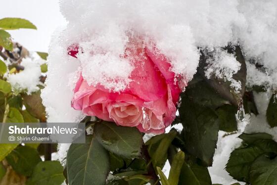 گزارش تصویری | شادی مردم مشهد از بارش برف پاییزی