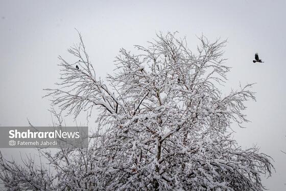 گزارش تصویری |بارش برف پاییزی در مشهد