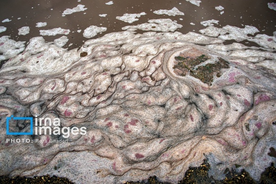 ایران زیباست | فلامینگوها به دریاچه مهارلو بازگشتند