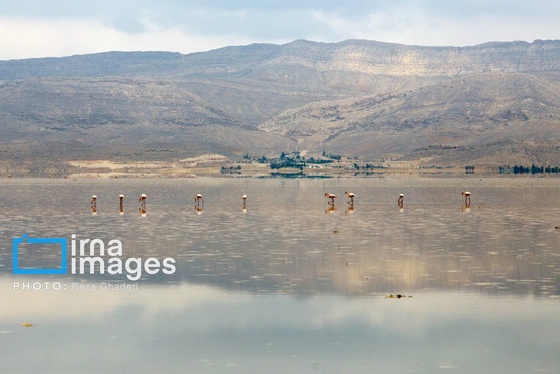 ایران زیباست | فلامینگوها به دریاچه مهارلو بازگشتند
