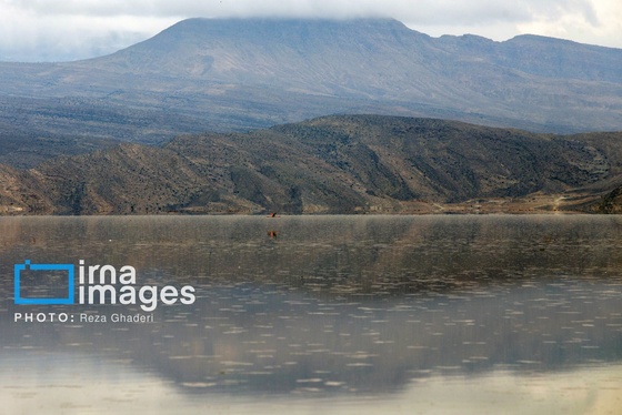 ایران زیباست | فلامینگوها به دریاچه مهارلو بازگشتند