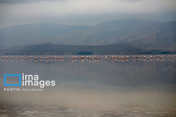ایران زیباست | فلامینگوها به دریاچه مهارلو بازگشتند