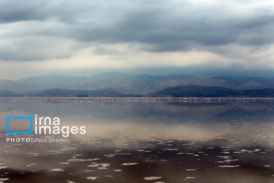 ایران زیباست | فلامینگوها به دریاچه مهارلو بازگشتند