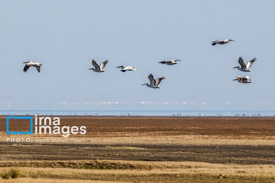 ایران زیباست | بازگشت فلامینگوها به سواحل مازندران