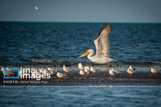 ایران زیباست | بازگشت فلامینگوها به سواحل مازندران