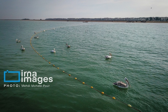 ایران زیباست | بازگشت فلامینگوها به سواحل مازندران