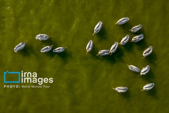 ایران زیباست | بازگشت فلامینگوها به سواحل مازندران