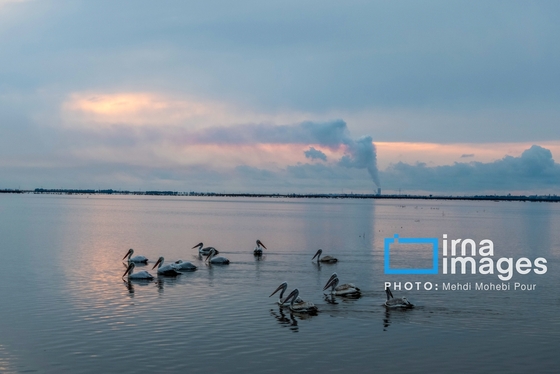ایران زیباست | بازگشت فلامینگوها به سواحل مازندران