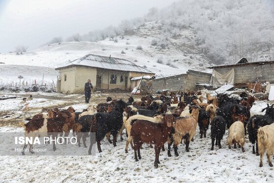 گزارش تصویری | دامداری سنتی گالش مِنزل - سوادکوه