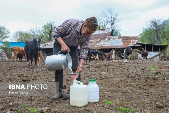 گزارش تصویری | دامداری سنتی گالش مِنزل - سوادکوه