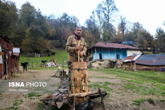گزارش تصویری | دامداری سنتی گالش مِنزل - سوادکوه
