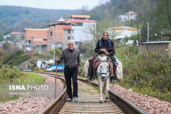 گزارش تصویری | دامداری سنتی گالش مِنزل - سوادکوه