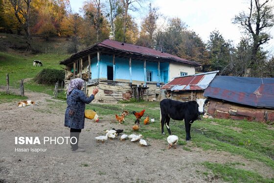گزارش تصویری | دامداری سنتی گالش مِنزل - سوادکوه