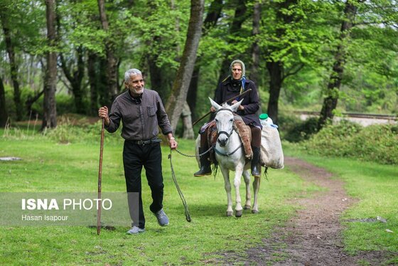 گزارش تصویری | دامداری سنتی گالش مِنزل - سوادکوه